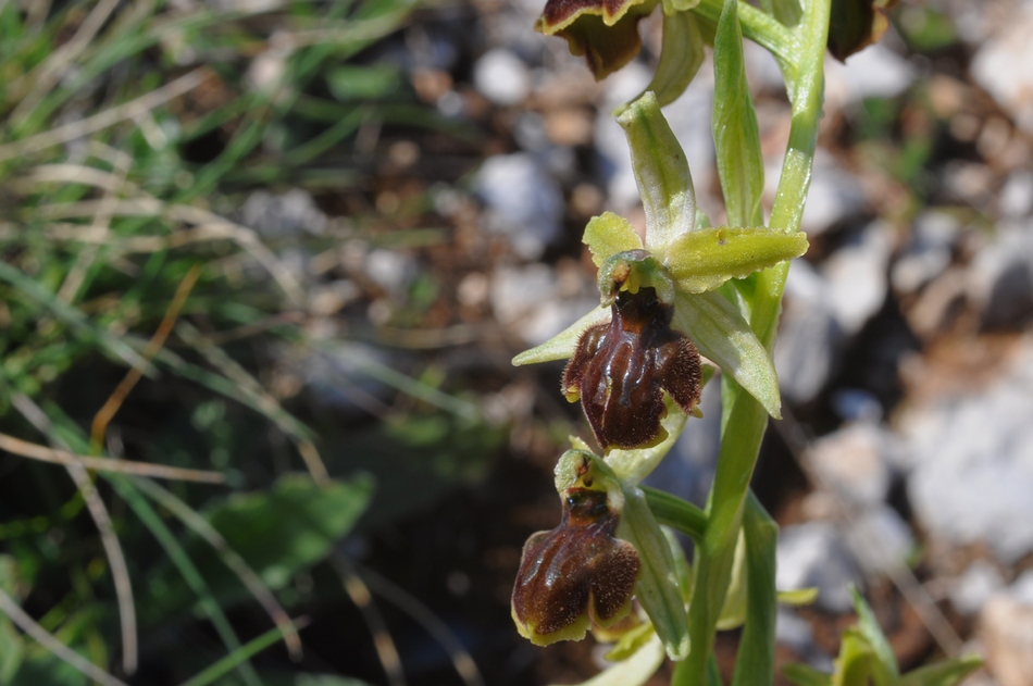 id.Ophrys